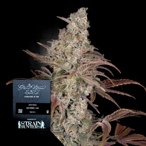 Jacks Dream Green House Seeds