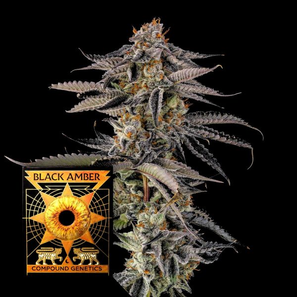 Compound Genetics JAHrassic