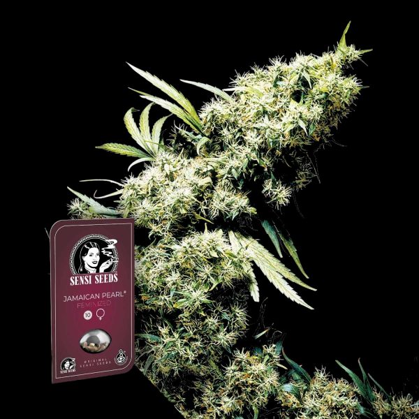 Sensi Seeds Jamaican Pearl