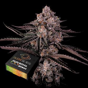 Jamaican Sunset Silent Seeds
