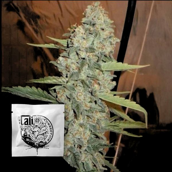 Cali Connection Jedi Kush