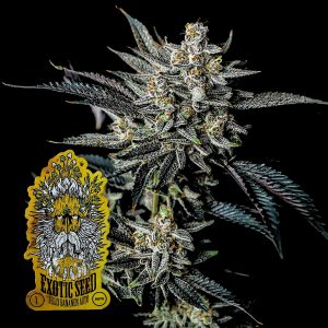 Jelly Bananen Auto Exotic Seeds