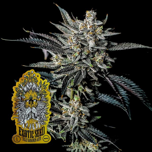 Exotic Seeds Jelly Bananen Auto