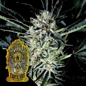 Jelly Bananen Exotic Seeds