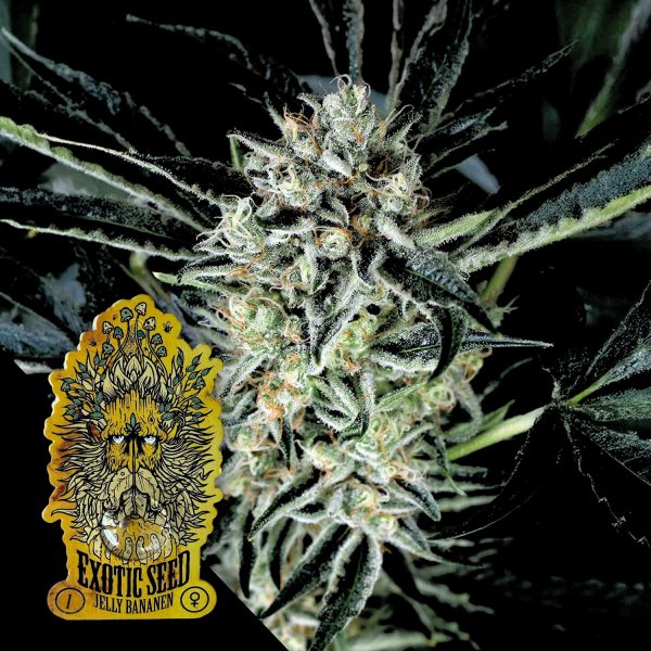 Exotic Seeds Jelly Bananen