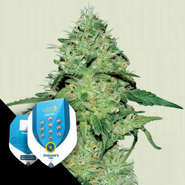 Royal Queen Seeds Joanne’s CBD