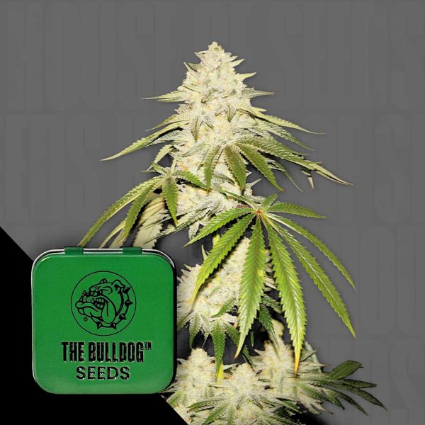 The Bulldog Seeds Joris Pound Cake