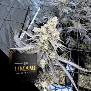 Juice Pack Umami Seeds