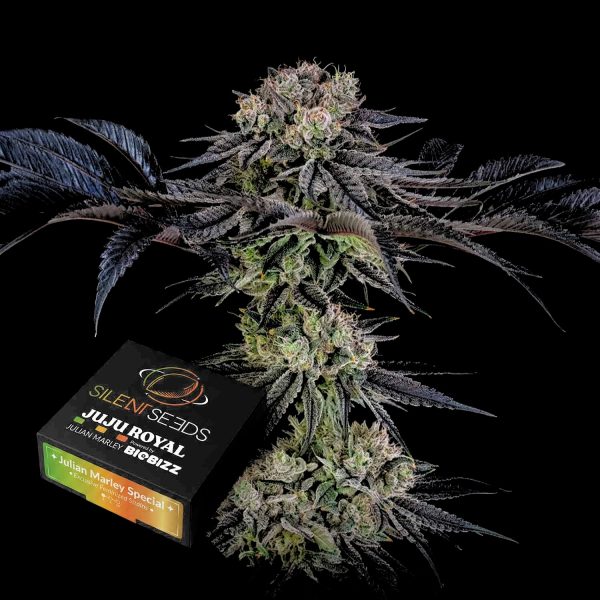 Silent Seeds Julian Marley Special