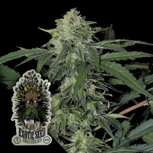Jungle Fever Auto Exotic Seeds