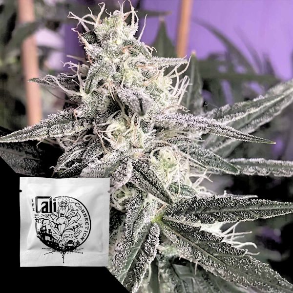 Cali Connection Jupiter OG Kush