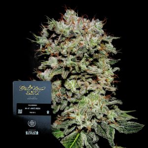 Kalashnikova Green House Seeds