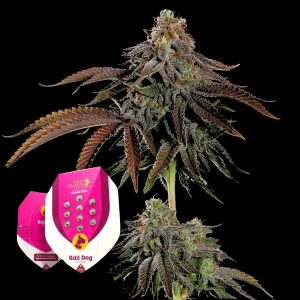 Kali Dog Royal Queen Seeds
