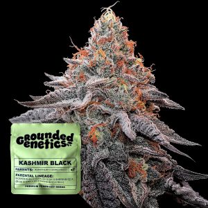 Kashmir Black Grounded Genetics