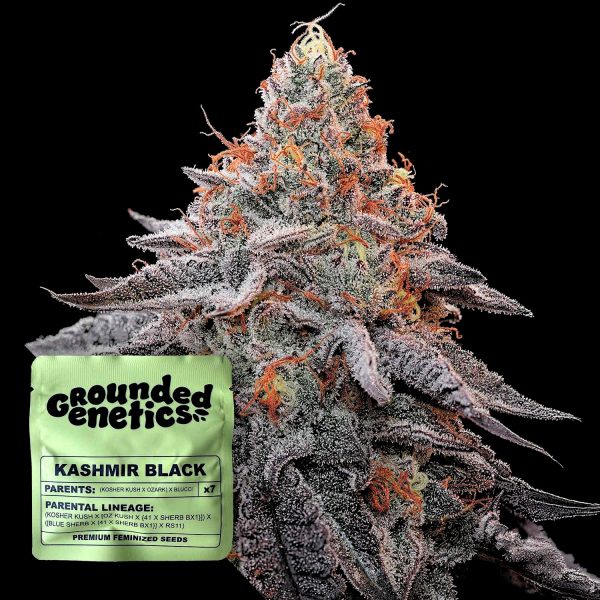 Grounded Genetics Kashmir Black