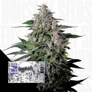 Kepler Haze Super Sativa Seed Club