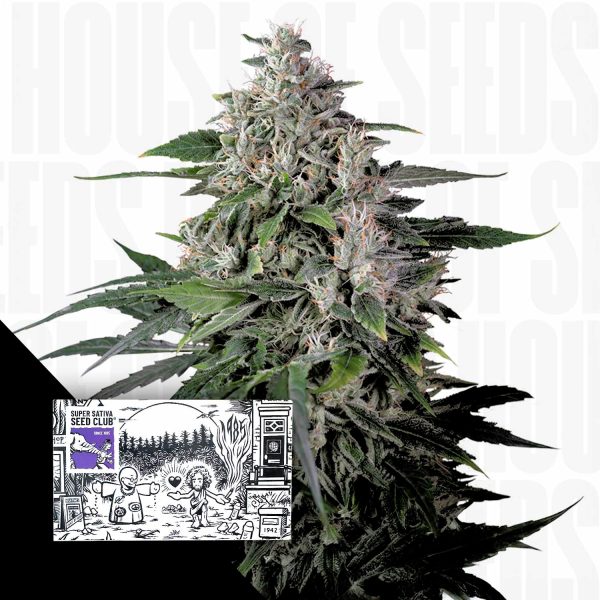 Super Sativa Seed Club Kepler Haze