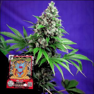 Killer Kush F1 Sweet Seeds
