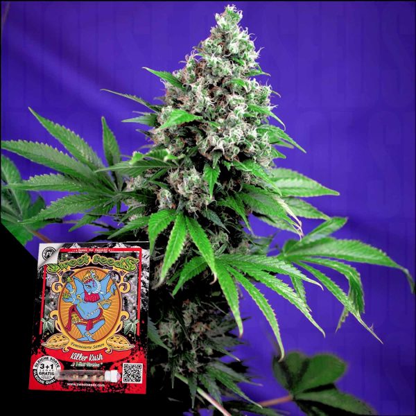 Sweet Seeds Killer Kush F1