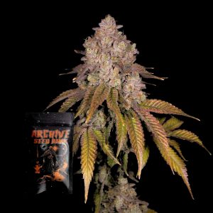 Archive Seed Bank Killz