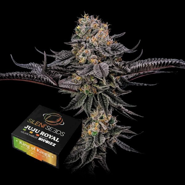 Silent Seeds King of Kings