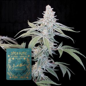 Kingdom Kush Jack Herer