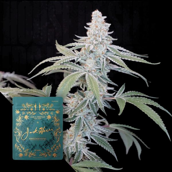 Jack Herer Reserve Kingdom Kush