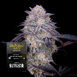 Kings Juice Green House Seeds