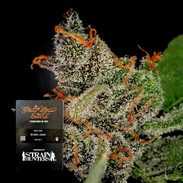 Green House Seeds King’s Kush