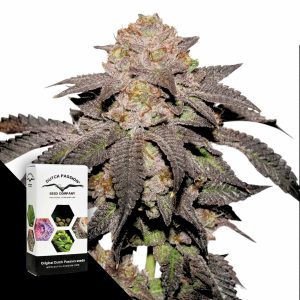 Kingston Punch Dutch Passion
