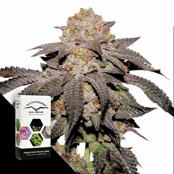 Dutch Passion Kingston Punch