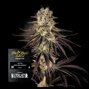 Kongs Krush Green House Seeds