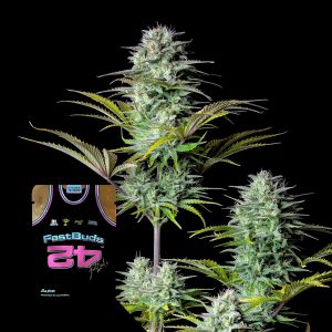 Kosher Cake Auto 420 Fast Buds