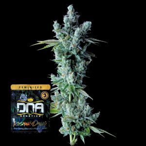 Kosher Dawg Dna Genetics