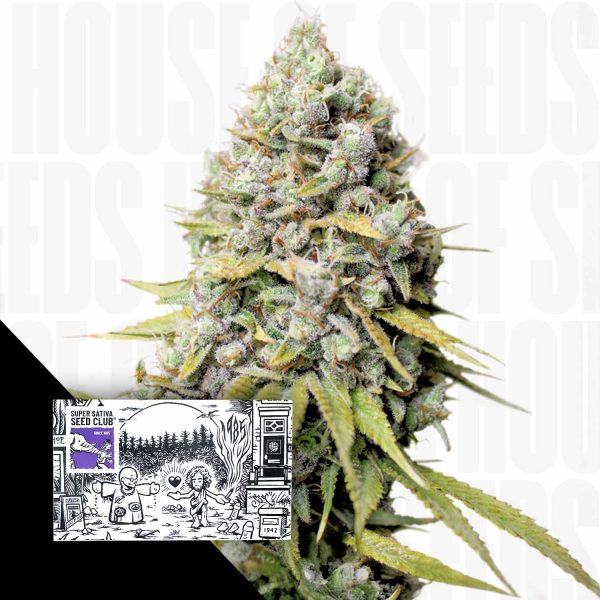 Super Sativa Seed Club Kosher Haze
