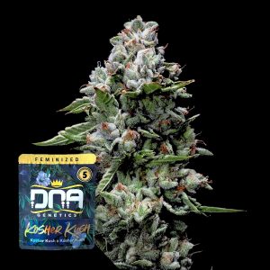 Kosher Kush Dna Genetics