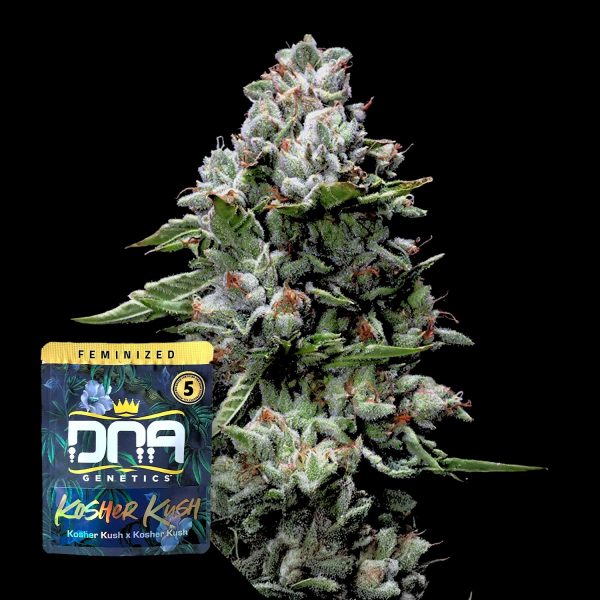 DNA Genetics Kosher Kush