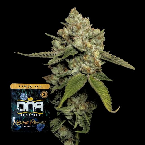 DNA Genetics Kosher Prophet