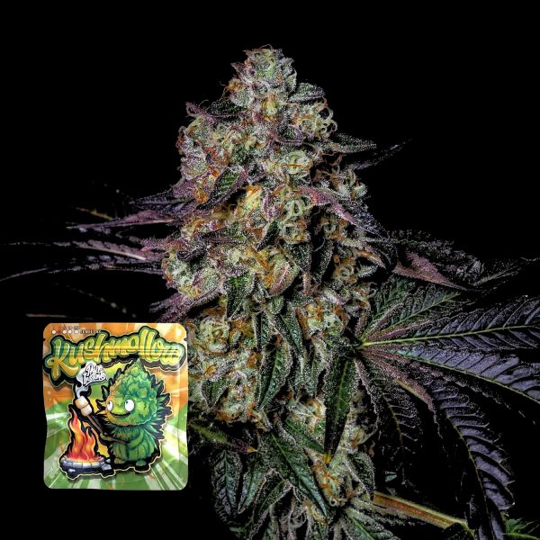 Pure Instinto Kushmallow
