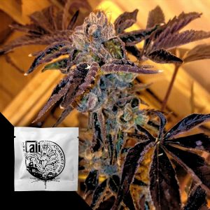 La Cookies Cali Connection