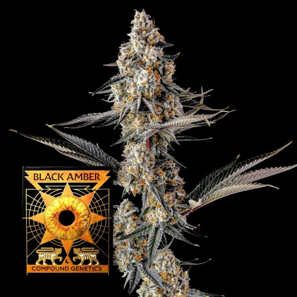 Compound Genetics La Llorona