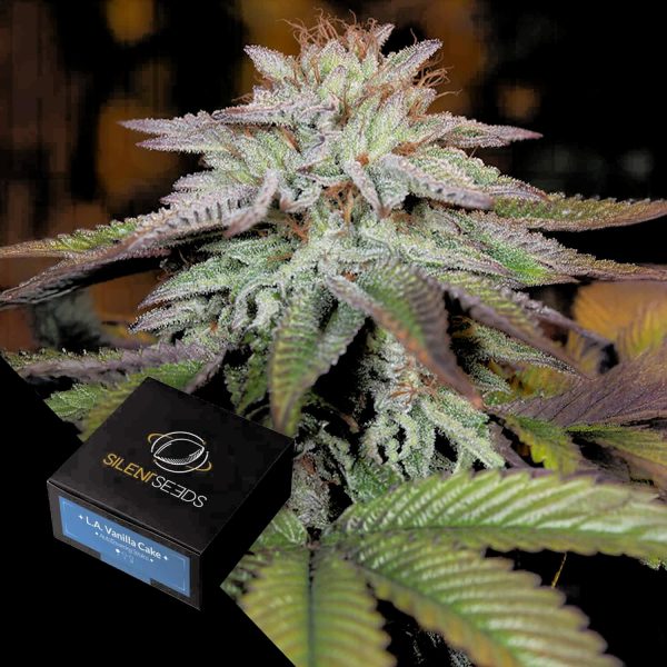 Silent Seeds L.A Vanilla Cake AUTO