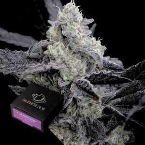 La Vanilla Cake Silent Seeds