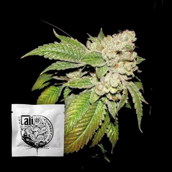 Cali Connection Larry OG Kush