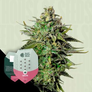 Larry Og Royal Queen Seeds