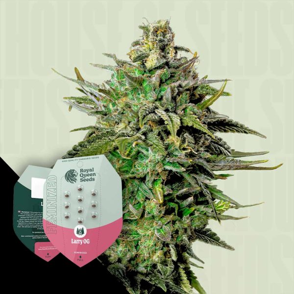 Royal Queen Seeds Larry OG