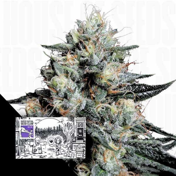 Super Sativa Seed Club Lava Freeze