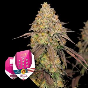 Legendary Og Punch Royal Queen Seeds