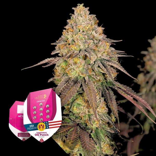Royal Queen Seeds Legendary OG Punch