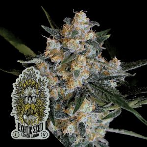 Lemon Candy Exotic Seeds